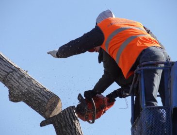 Entreprise spécialisée dans l’élagage d’arbres à Craponne