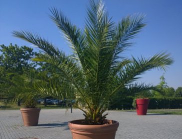Où acheter un palmier sur Sablons ?