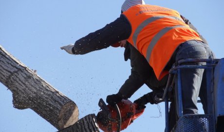Devis gratuit pour abattage d'arbre à La tour du Pin